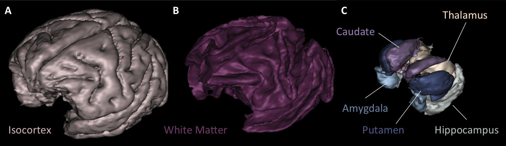 Meshes extracted from Primatologist segmentation