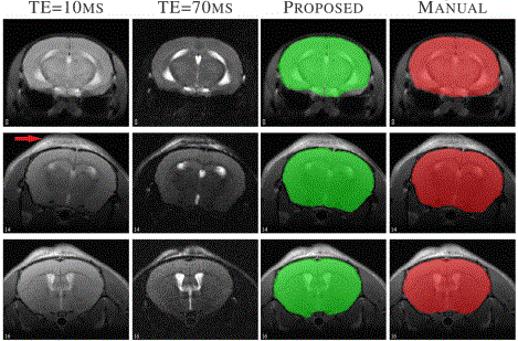 Mice images with TBI