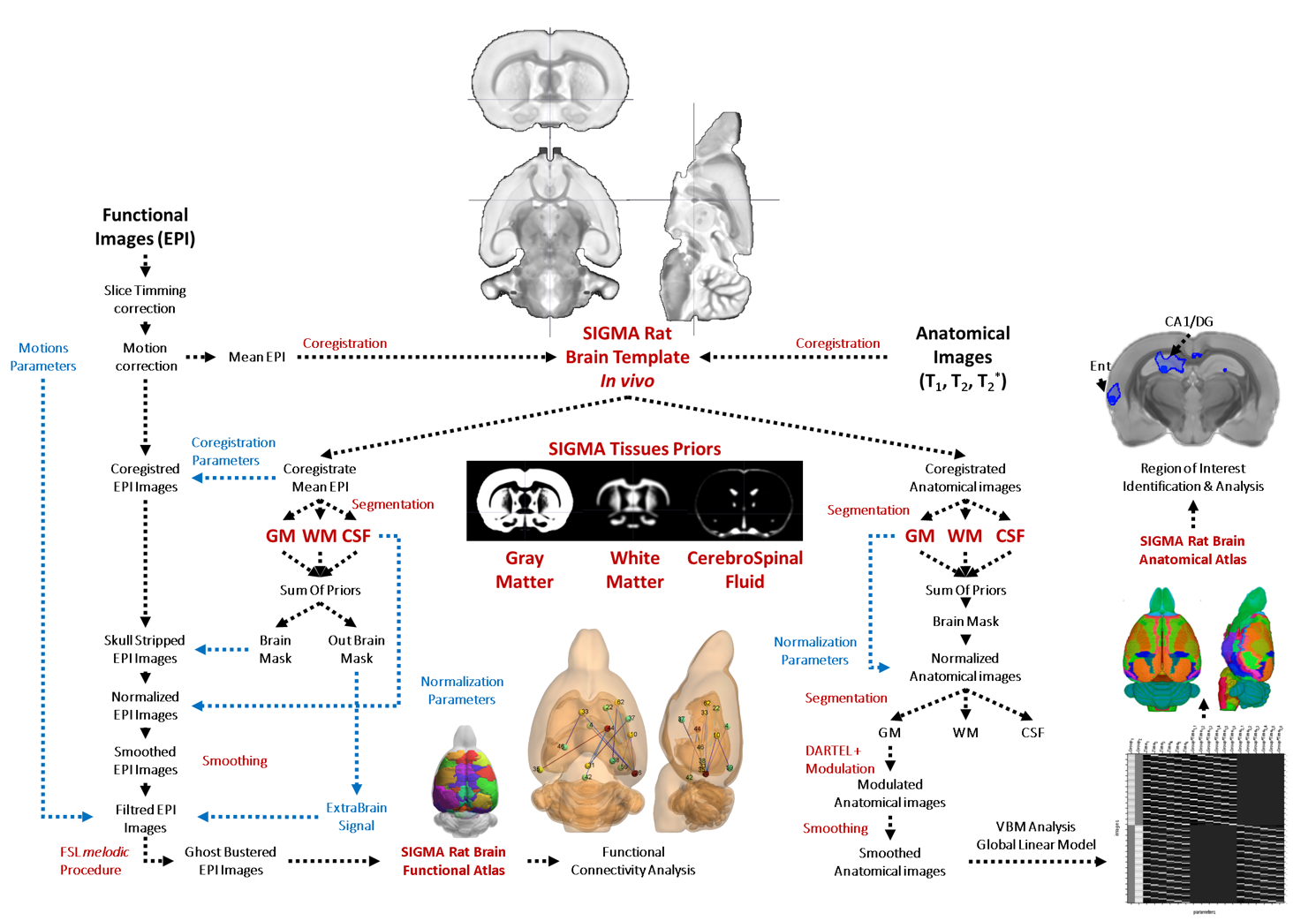 SIGMA Rat brain ressources for integrated MRI investigations