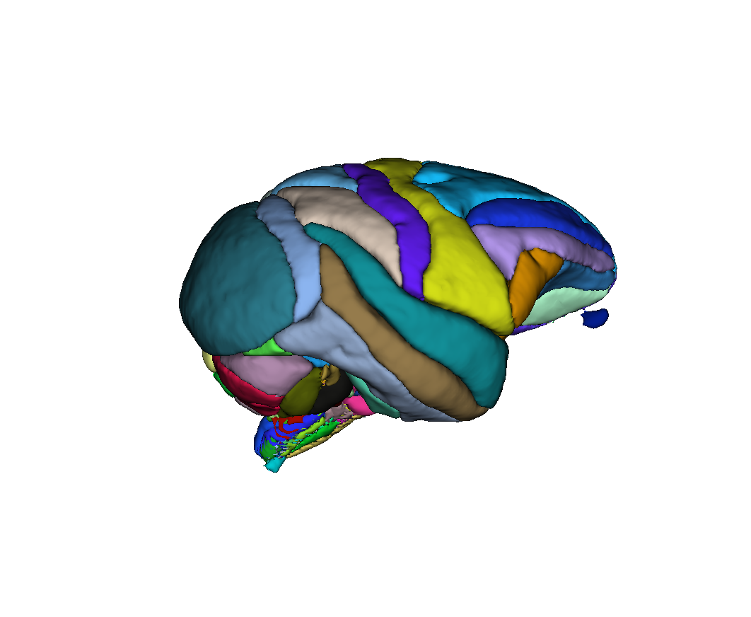 Surface rendering of INIA19 NeuroMaps label map