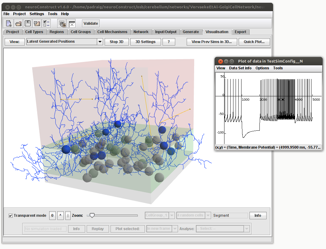 3D network generated and visualised by neuroConstruct