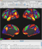 fMRI Task contrast viewing in Workbench