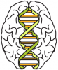 Graphic for Brain Genomics Superstruct Project (GSP) Open Access Data Release